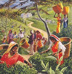 Plantation de thé à Ceylan, années 1960